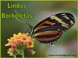 Lindas Borboletas
